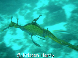 Weedy sea dragon. Blue fish point. Sydney. by Kristen Hardy 
